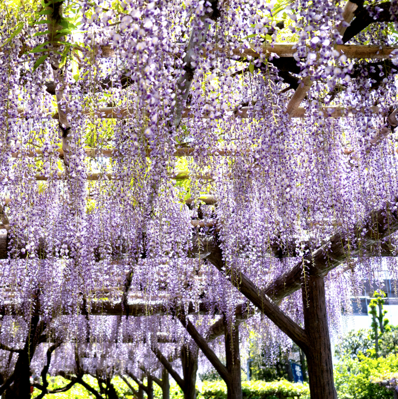 香取天神社の藤の花です